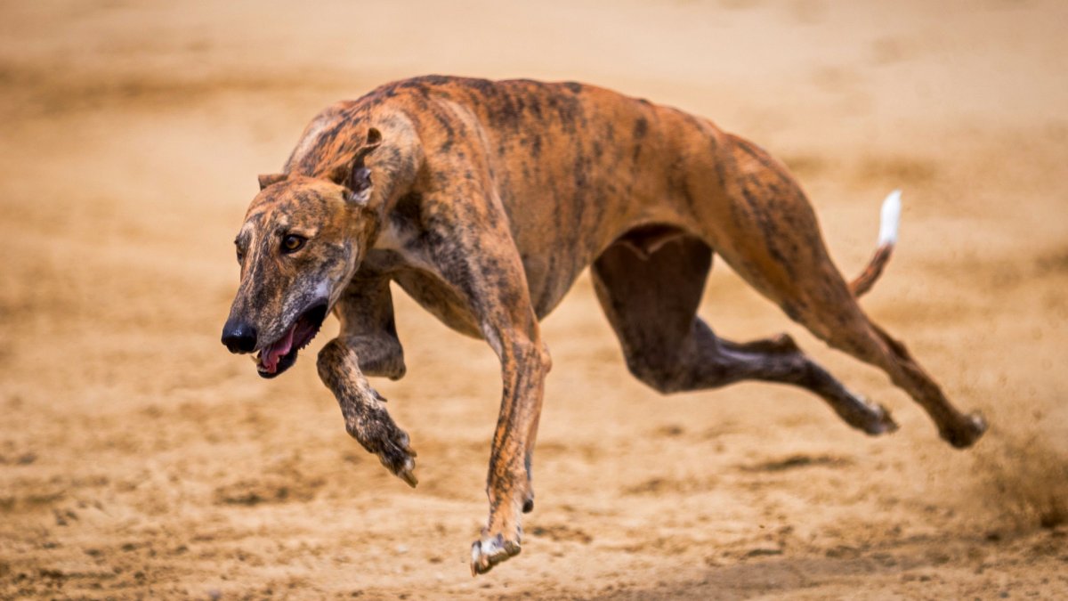 Грейхаунд кадры