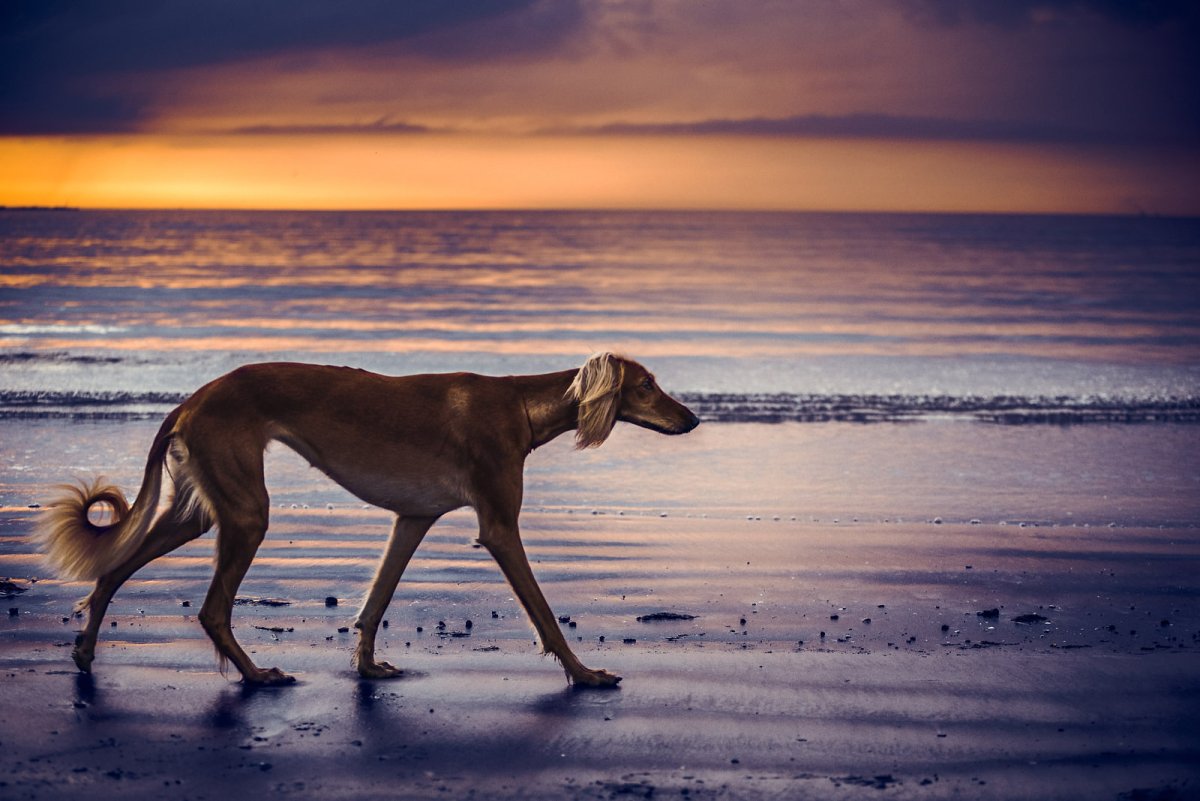 Салюки Гризли