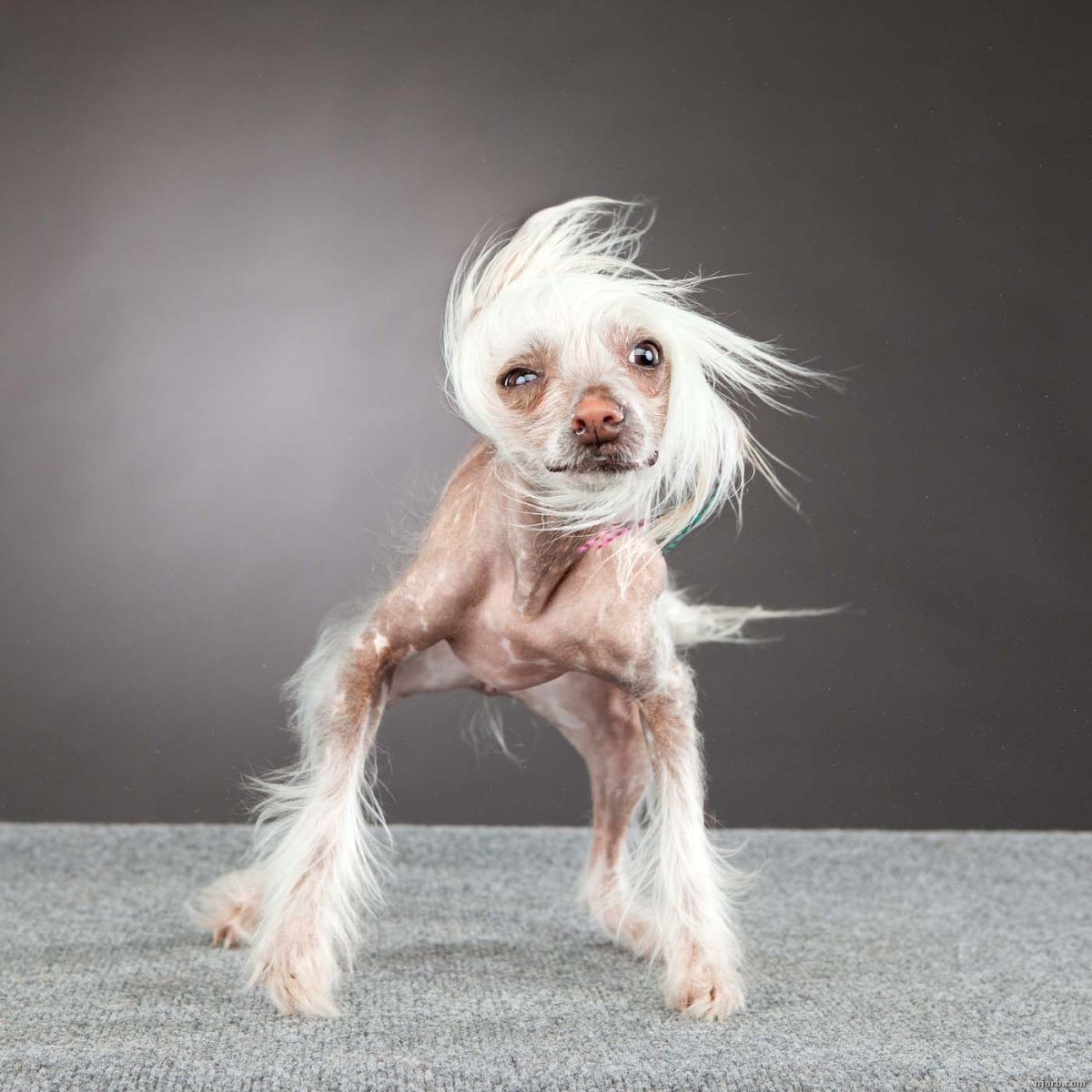 Чихуа китайская хохлатая