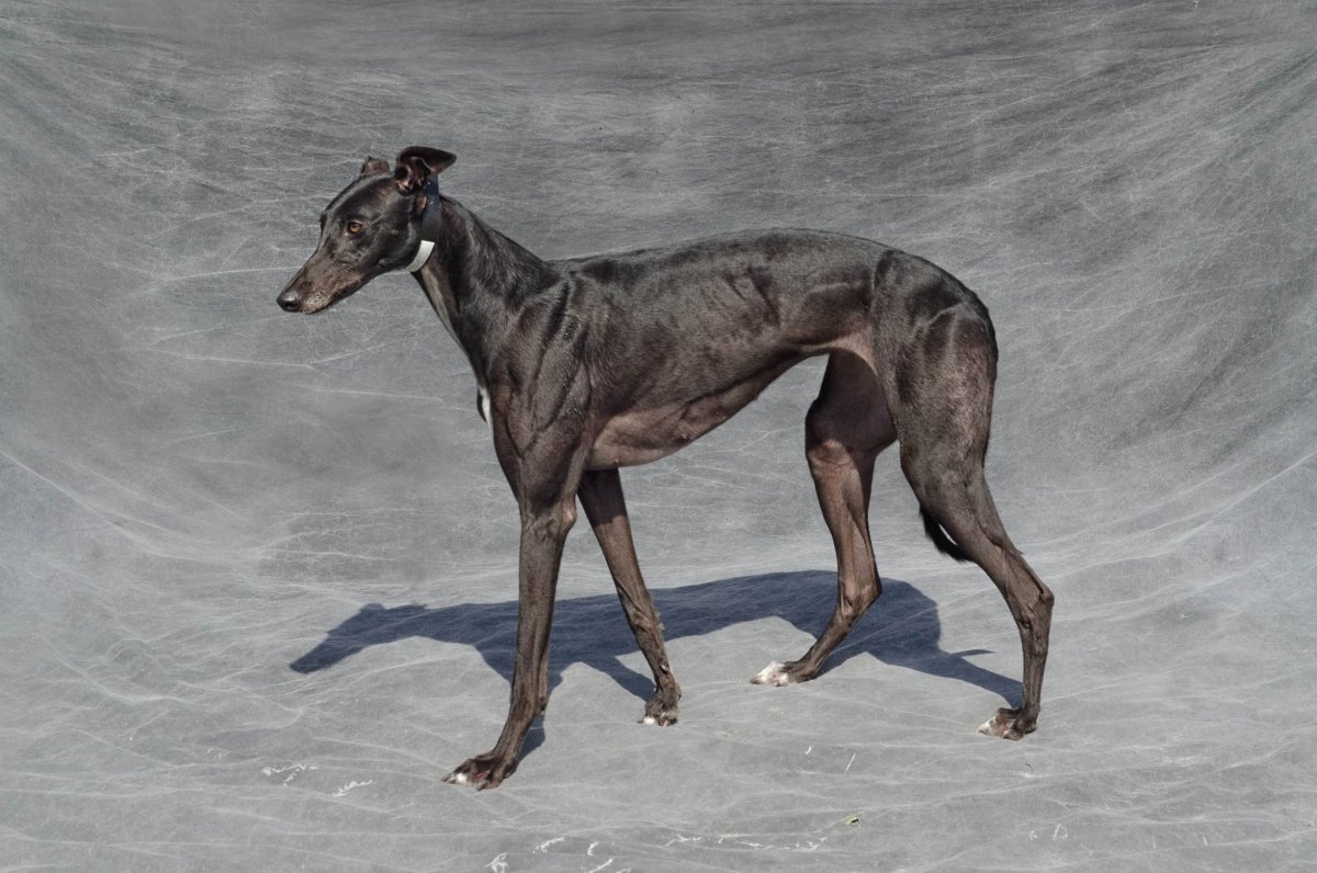 Грейхаунд порода собак стандарт