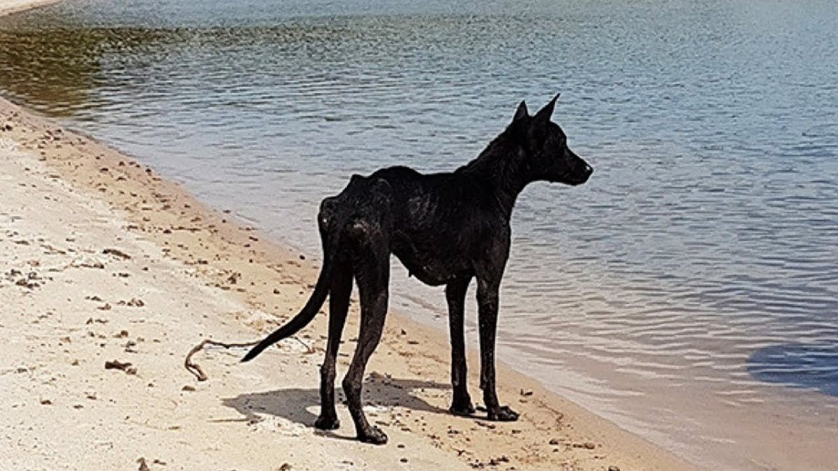 Черная худая собака