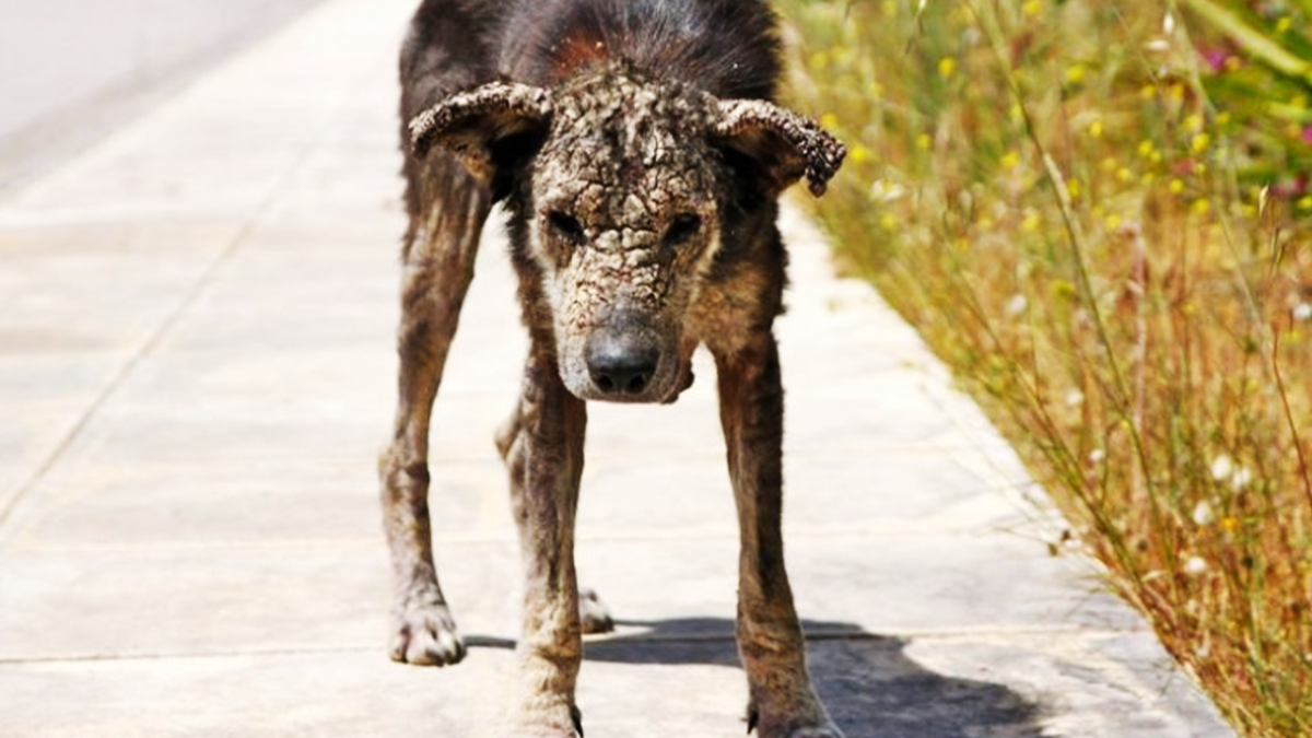 Страшная Бродячая собака