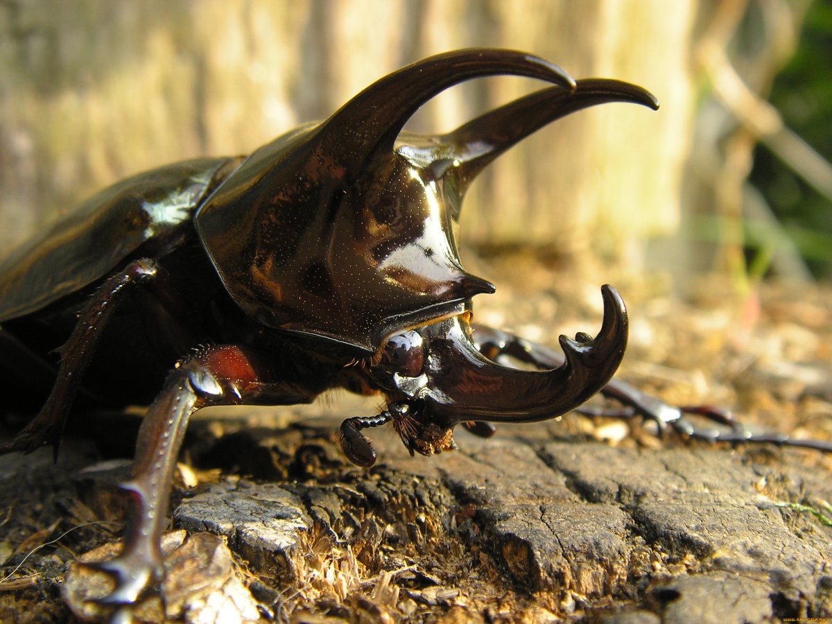 Жук носорог навозник