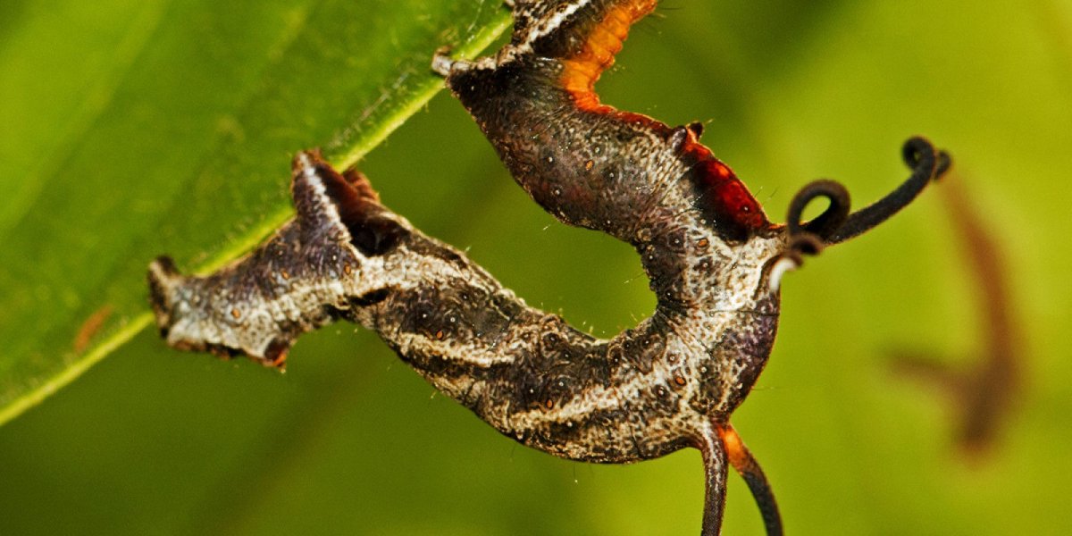 Насекомые амазонки