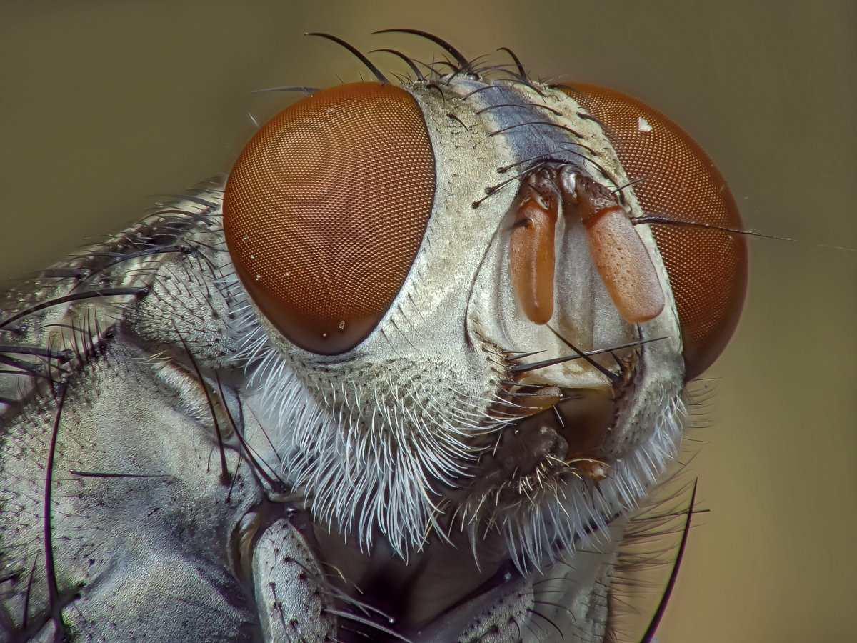 Огромные тропические бабочки