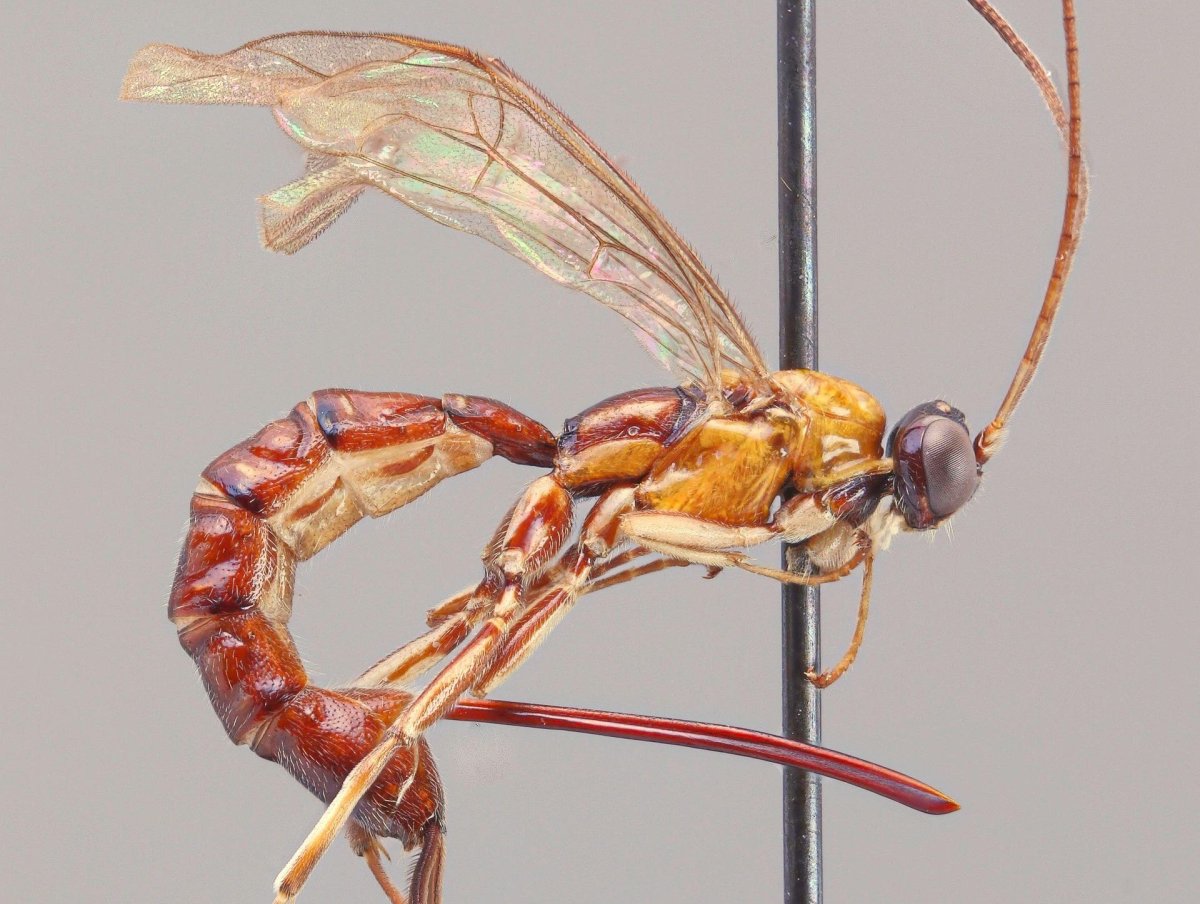 Амазонские муравьи