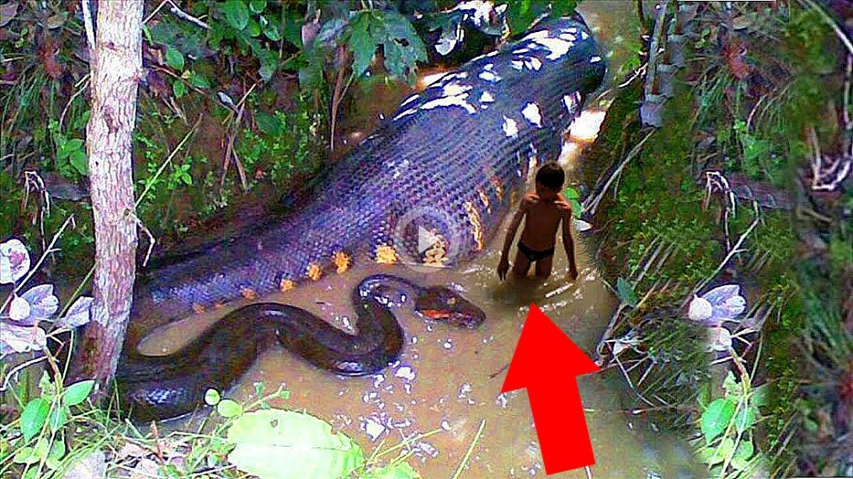 Paraponera муравей