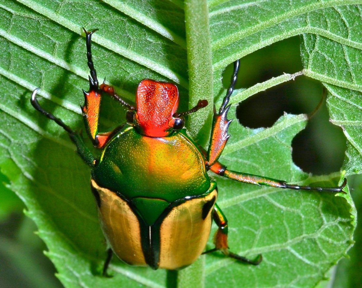 Зеленый Жук клоп