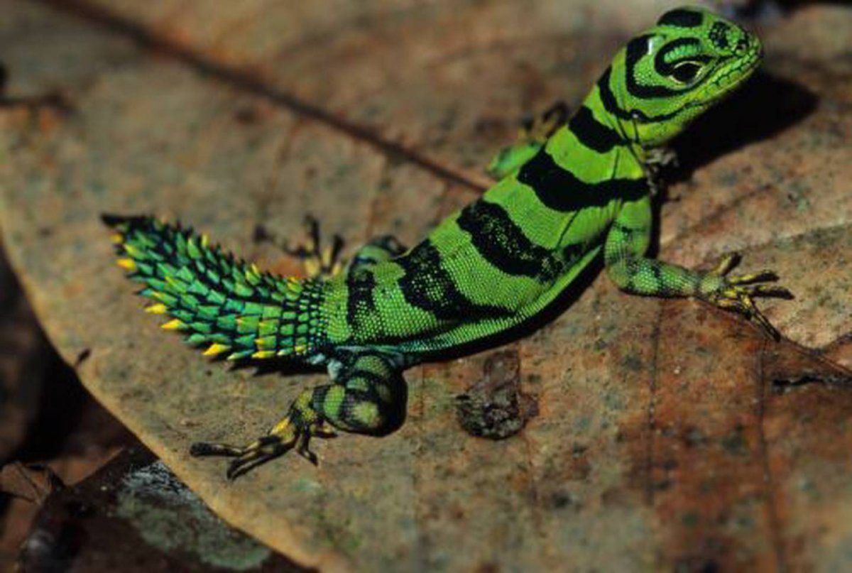 Водяной клоп Гладыш с яйцами