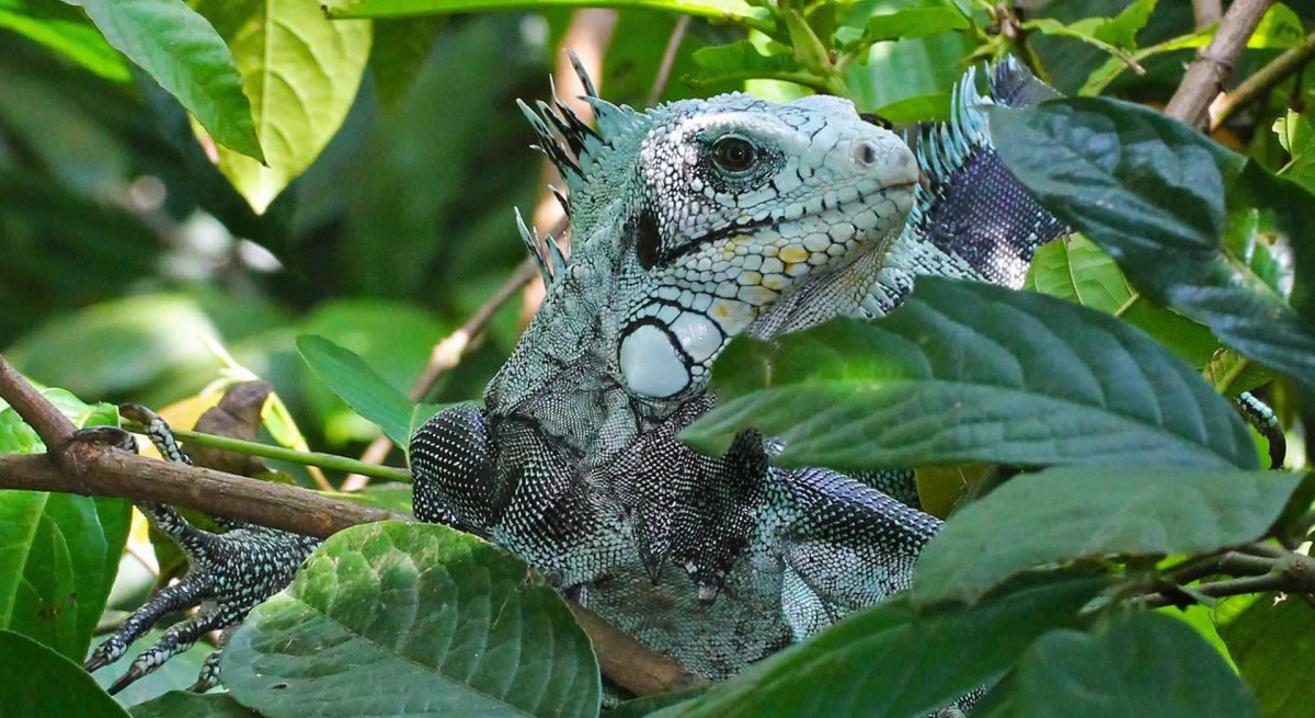 Амазония Бразилия фауна