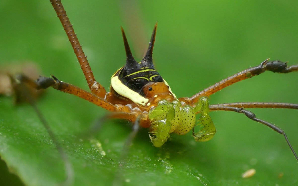 Harvestman Opiliones