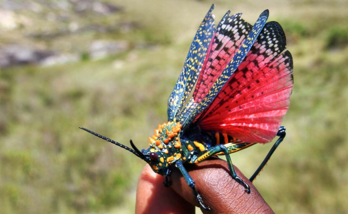 Жук-олень (Lucanus Cervus)