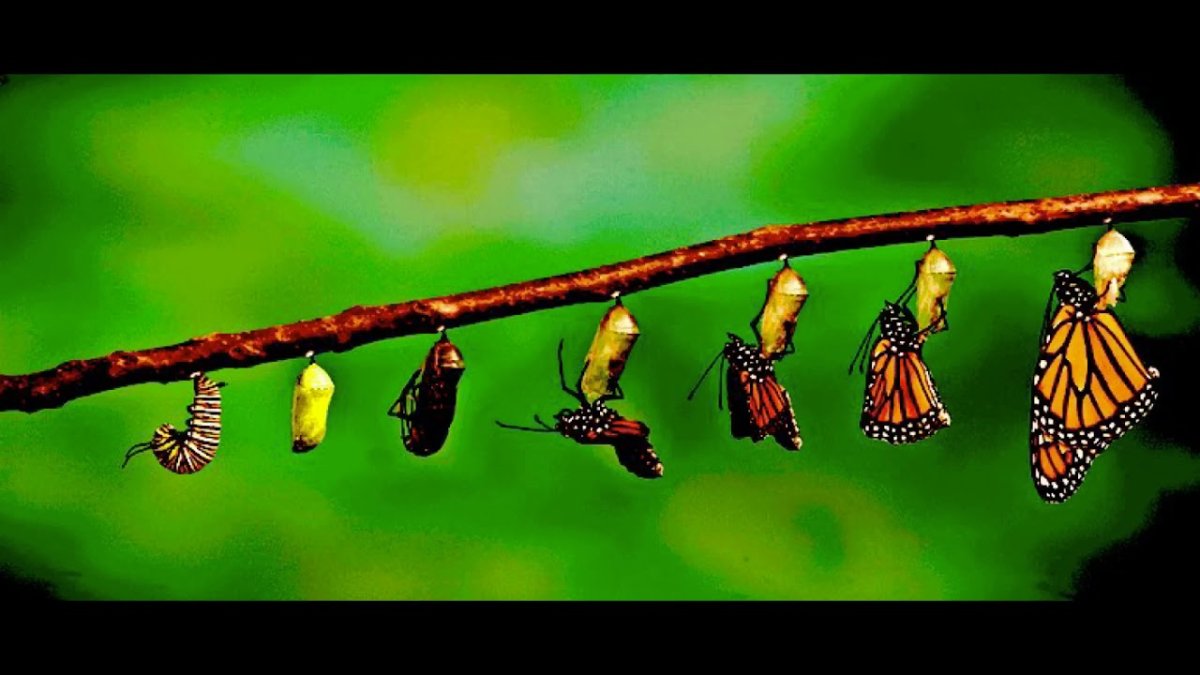 Превращение гусеницы в бабочку