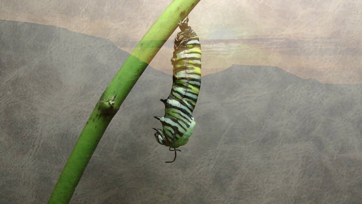 Рождение бабочки из куколки