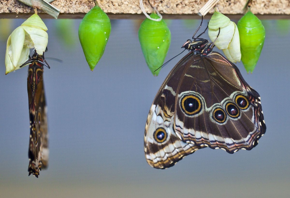Гусеница бабочки Морфо Пелеида
