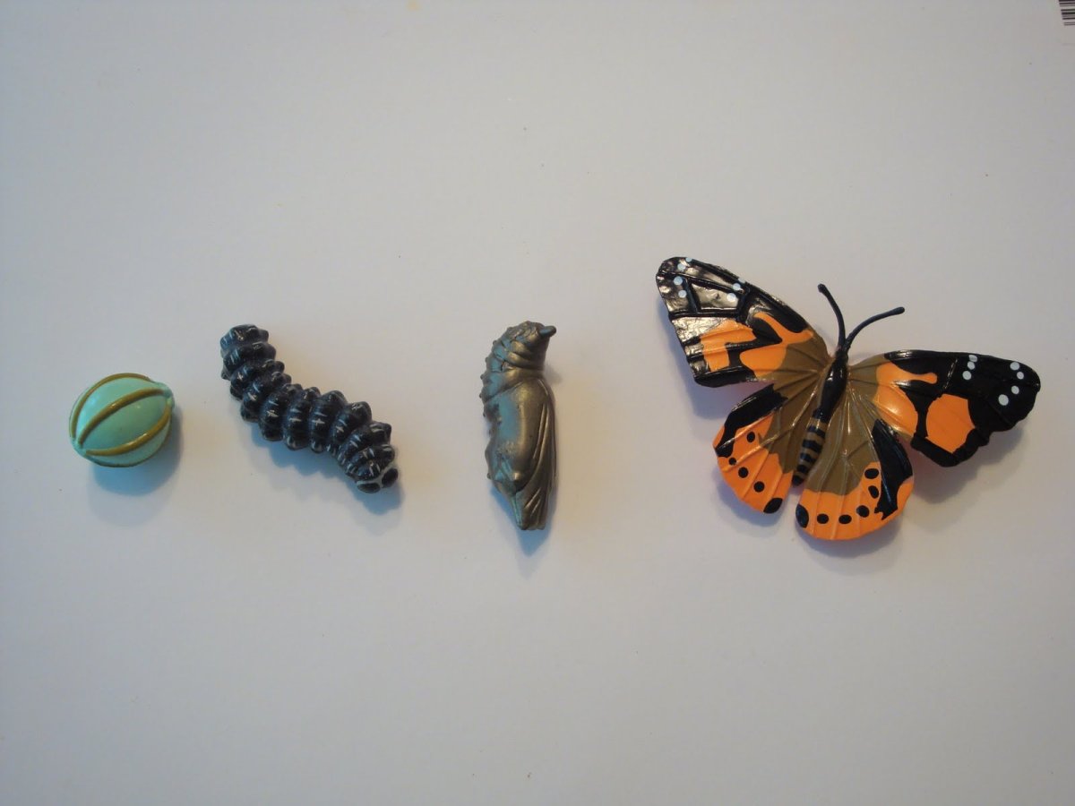 Превращение куколки в бабочку