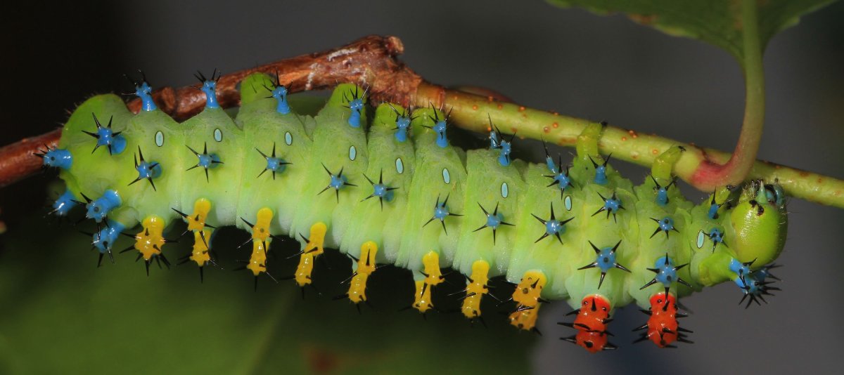 Hyalophora Cecropia гусеница