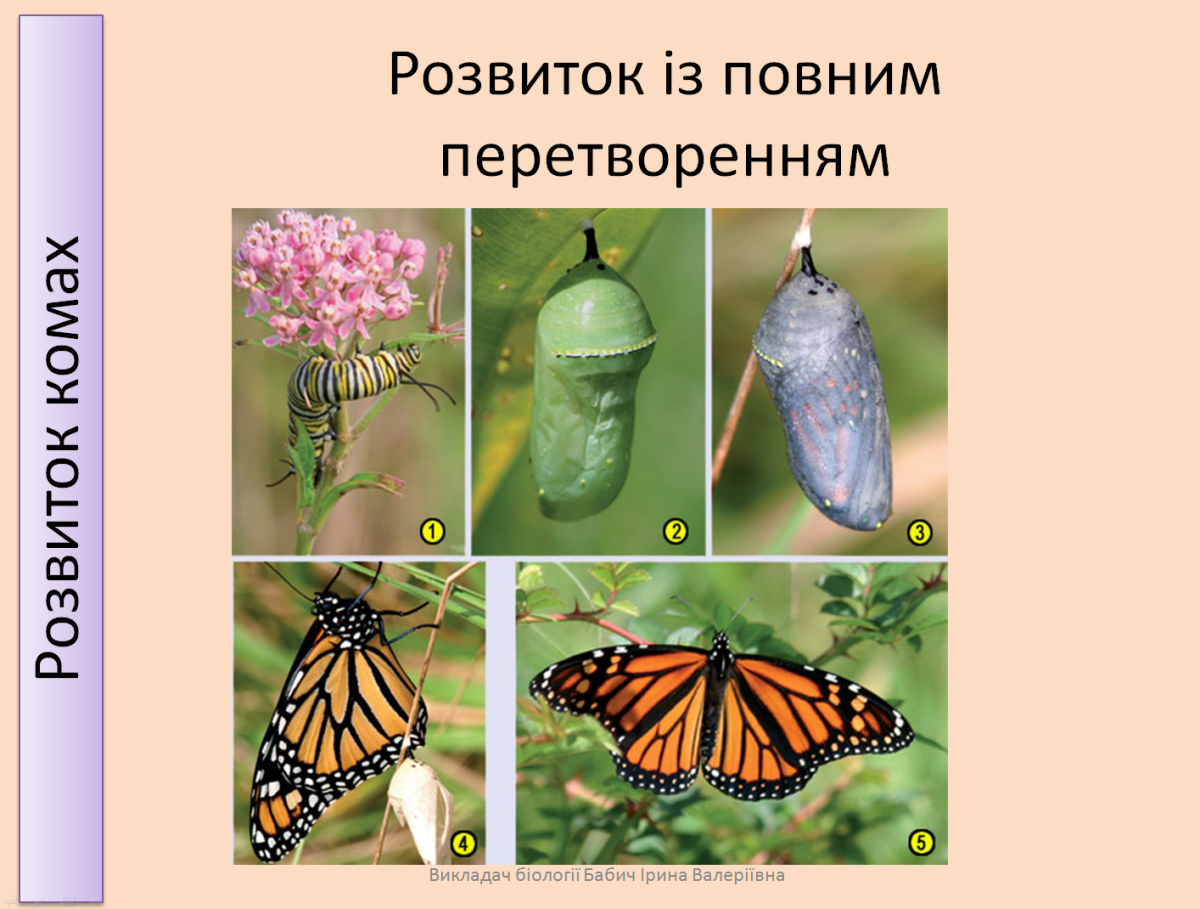 Превращение бабочки