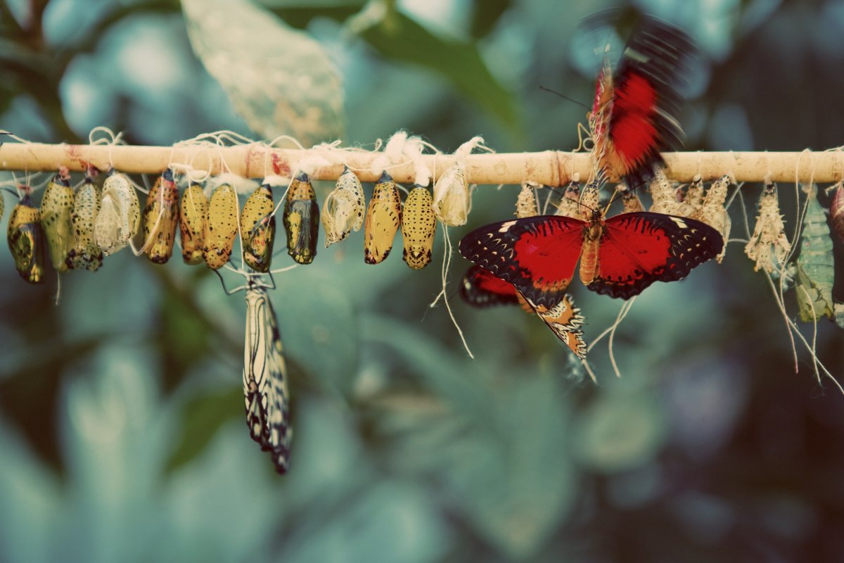 Гусеница бабочки