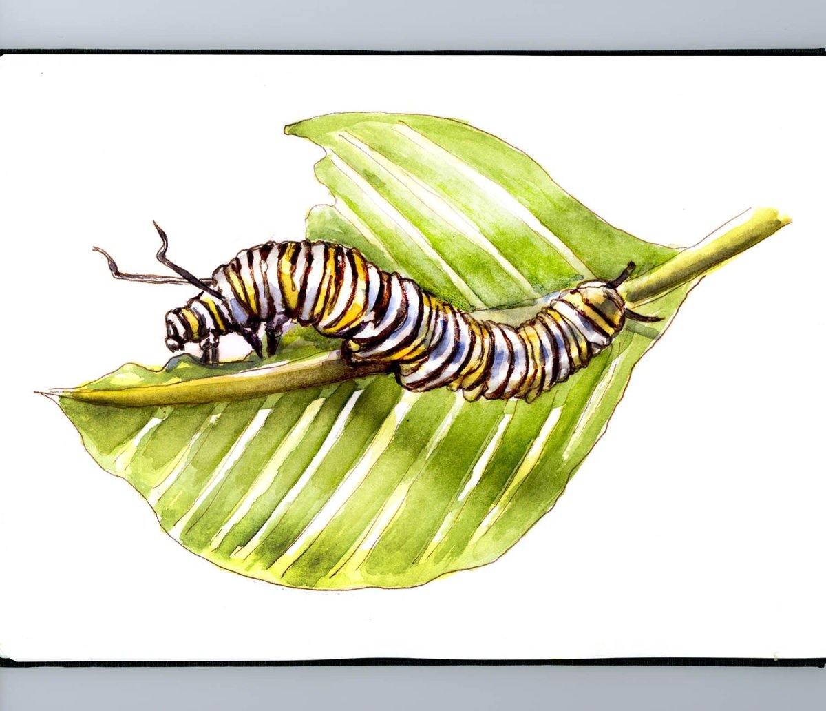 Гусенницаакварельбюдля детей