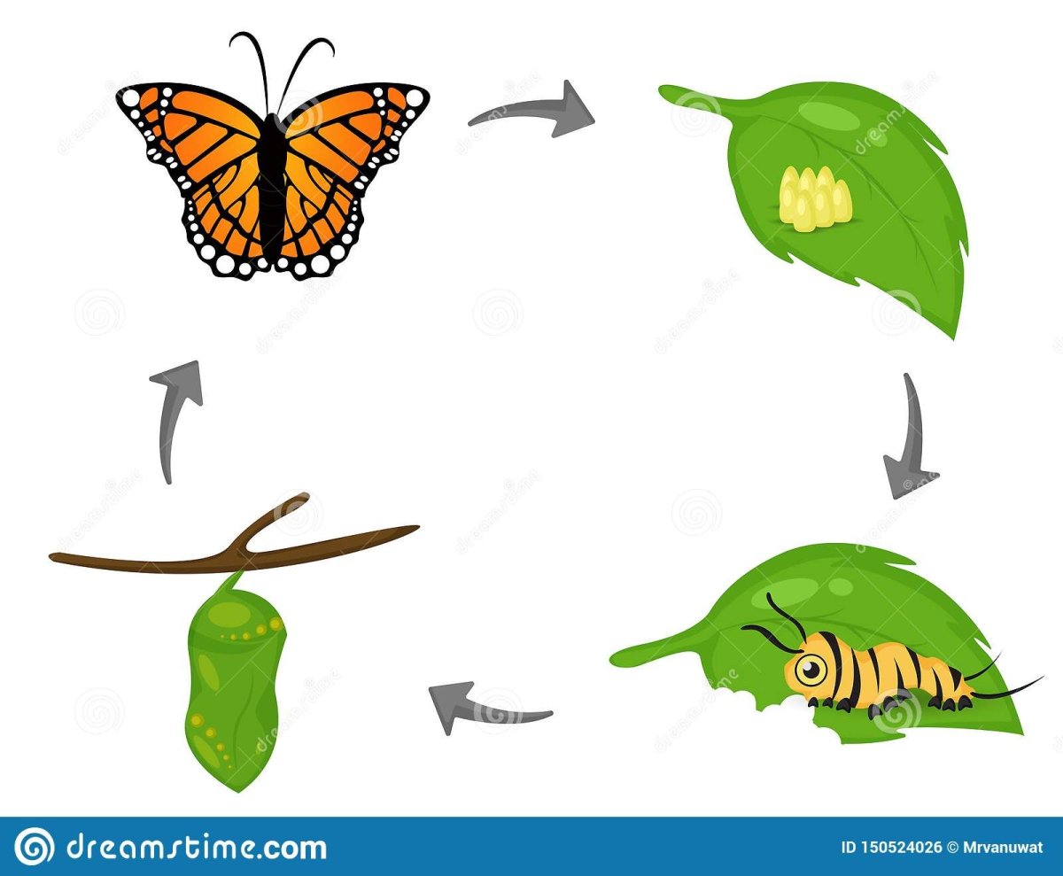 Трансформация гусеницы в бабочку