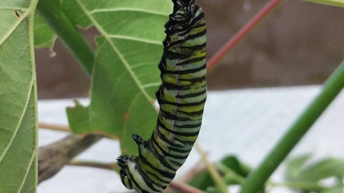 Гусеница бабочки