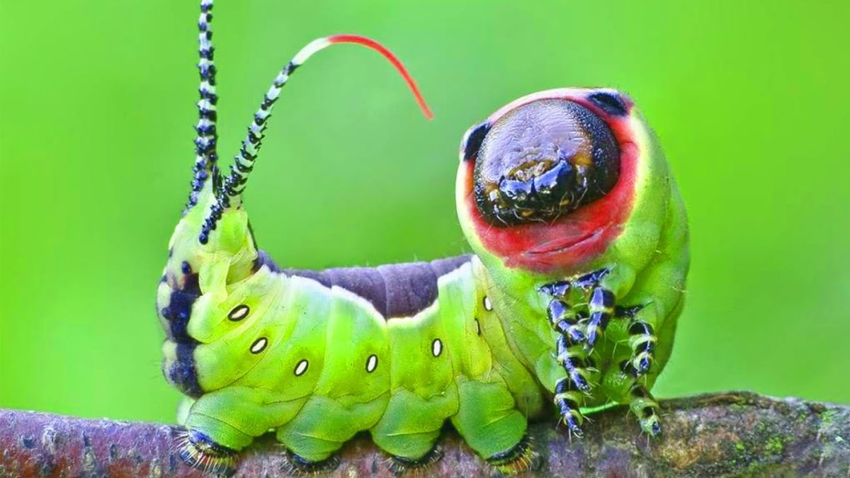 Гусеница Cerura vinula бабочка