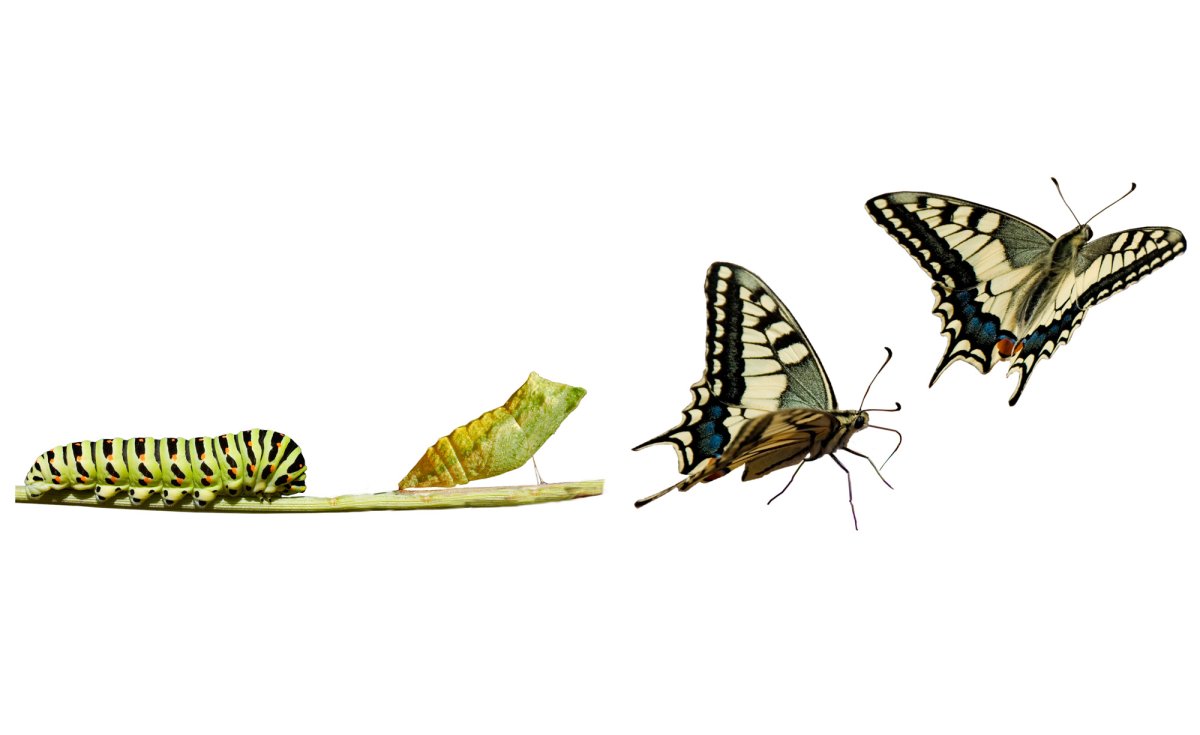 Процесс превращения гусеницы в бабочку