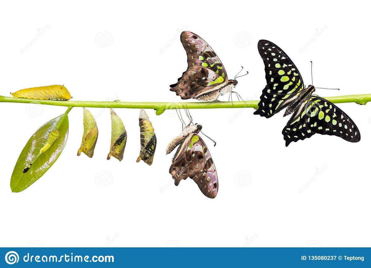 Гусеница бабочки Агамемнон