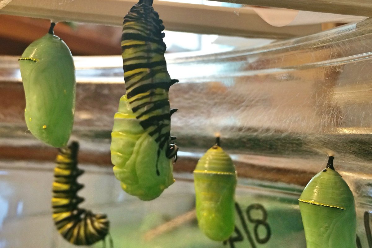 Катерпиллер Кентиш гусеница бабочка