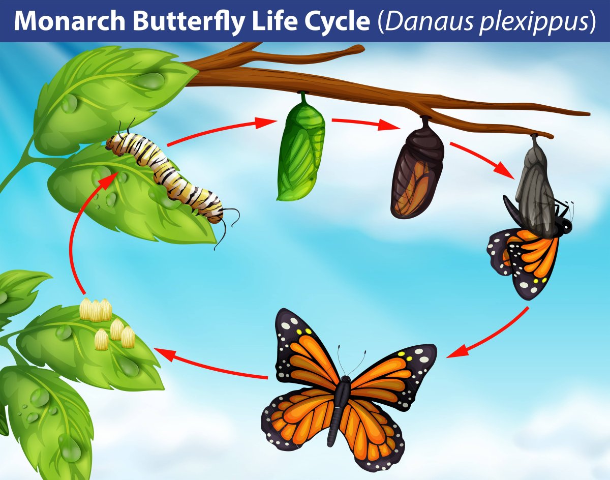 Жизненный цикл бабочки капустницы