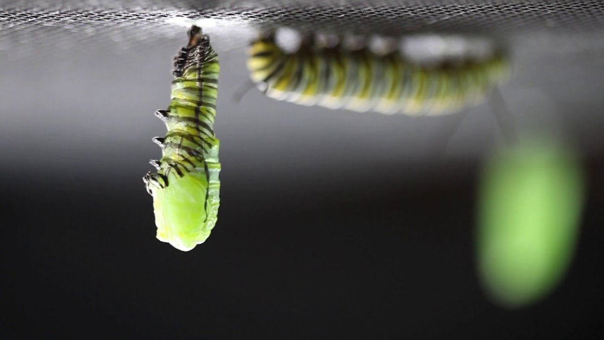 Личинка гусеница кокон бабочка