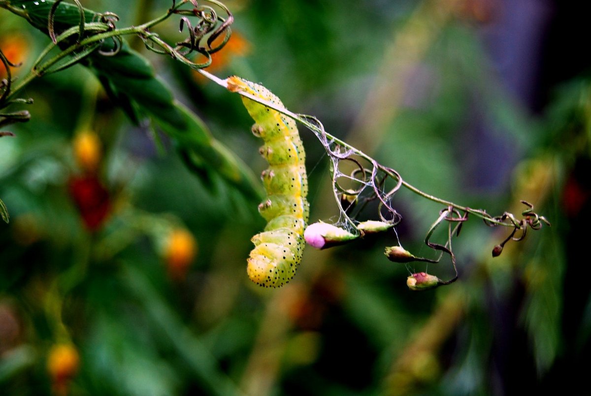 Бабочка вылупляется из кокона