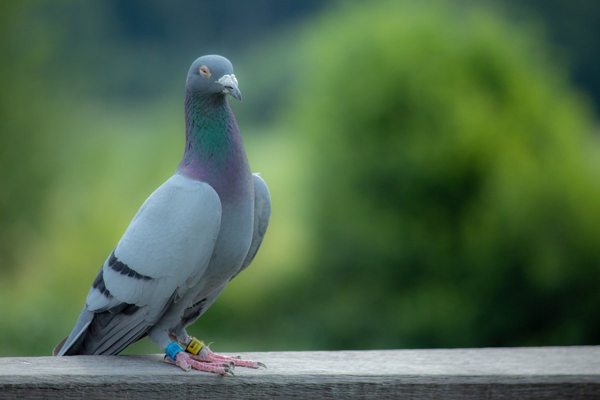 Голубь обыкновенный