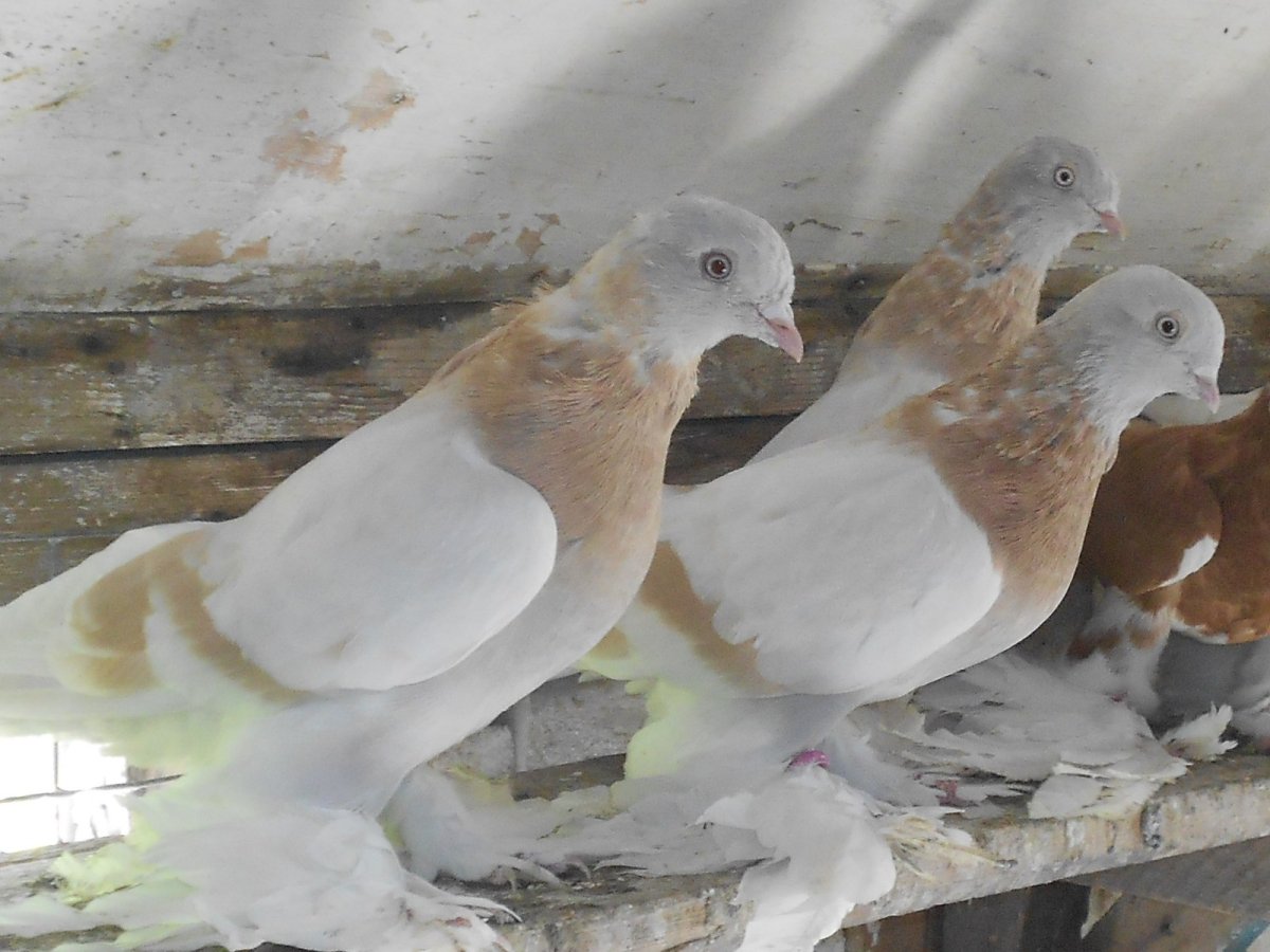 Тасманы бойные голуби