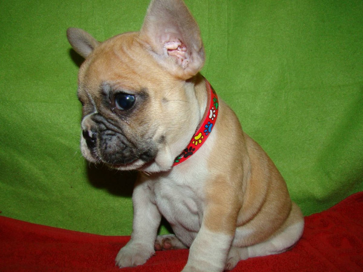 Метис французского бульдога и чихуахуа