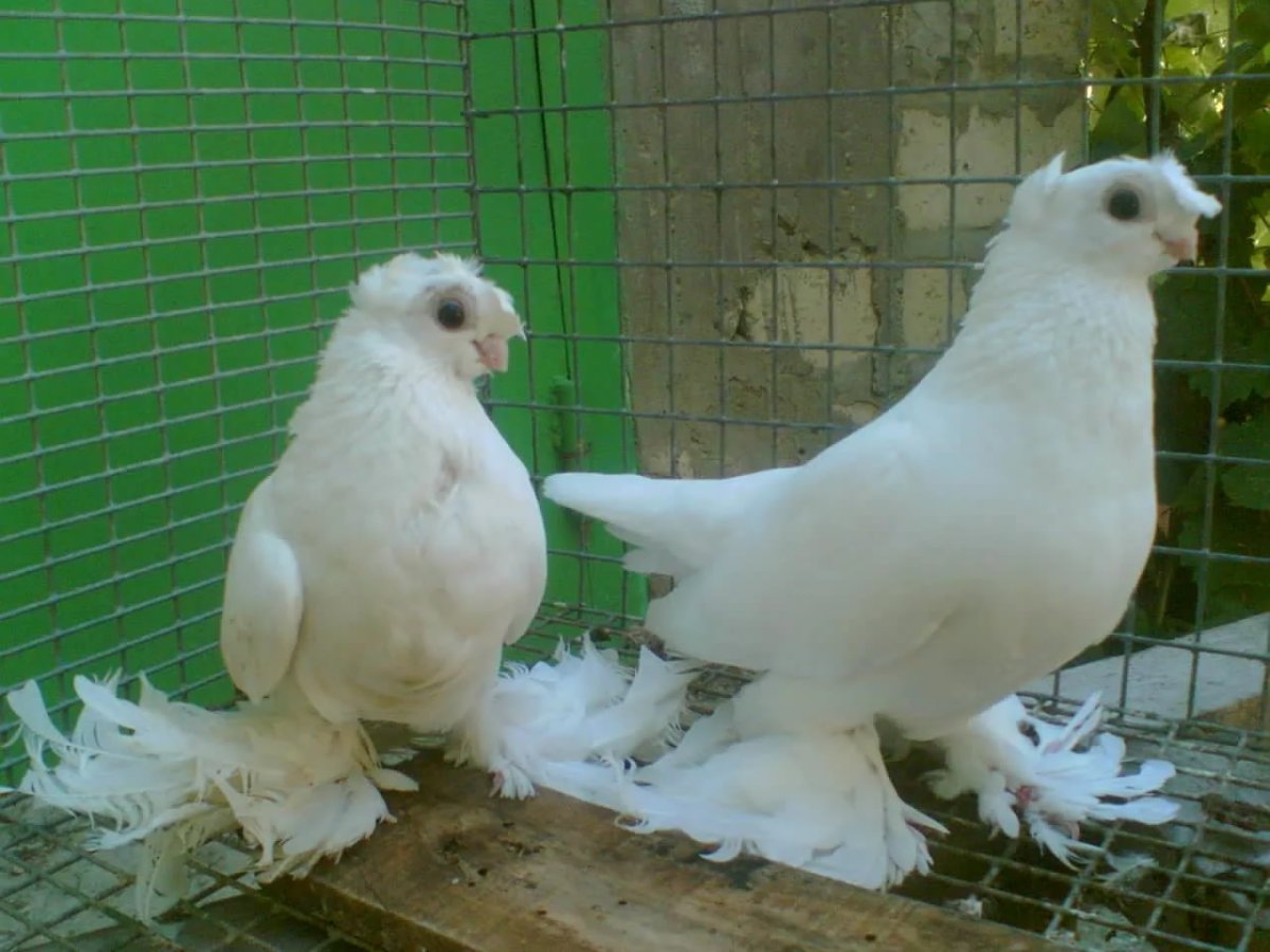 Узбекские бойные голуби челкари