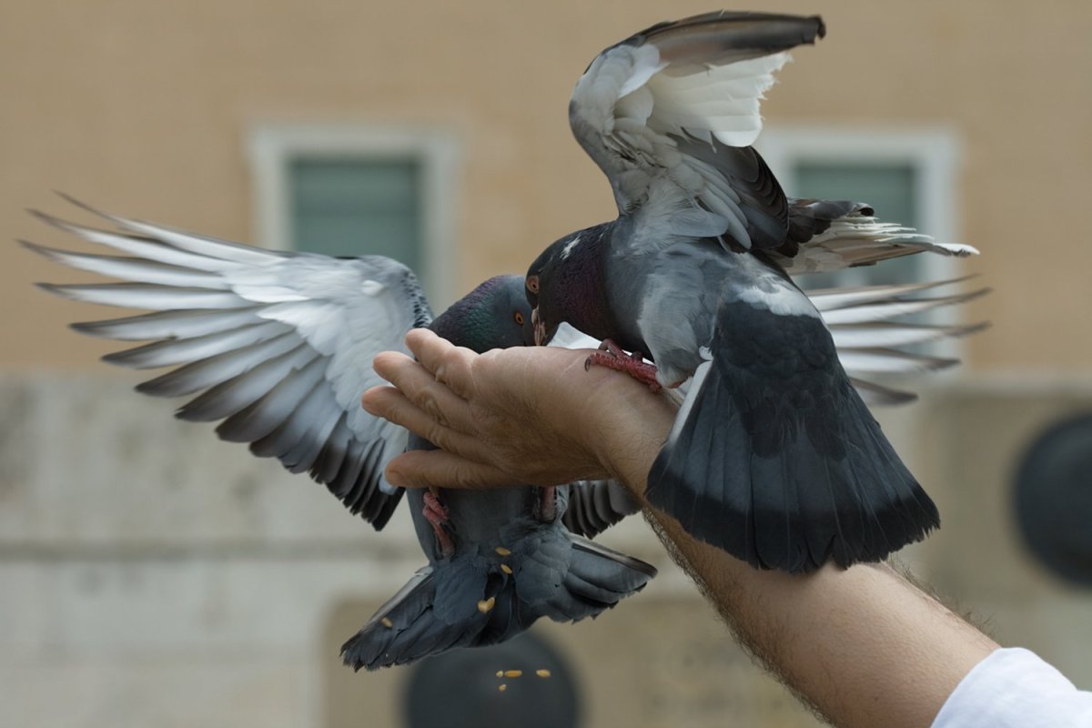 Голубь в руках