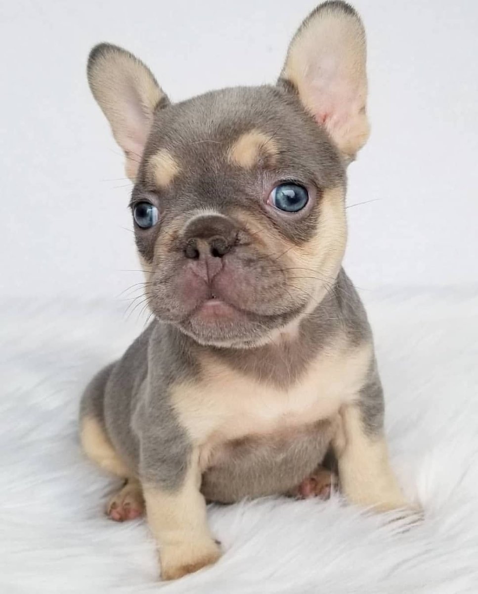 Смесь французского бульдога с чихуахуа