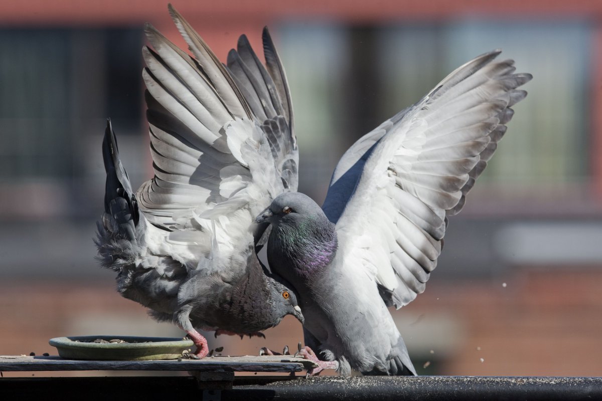 Бешеный голубь