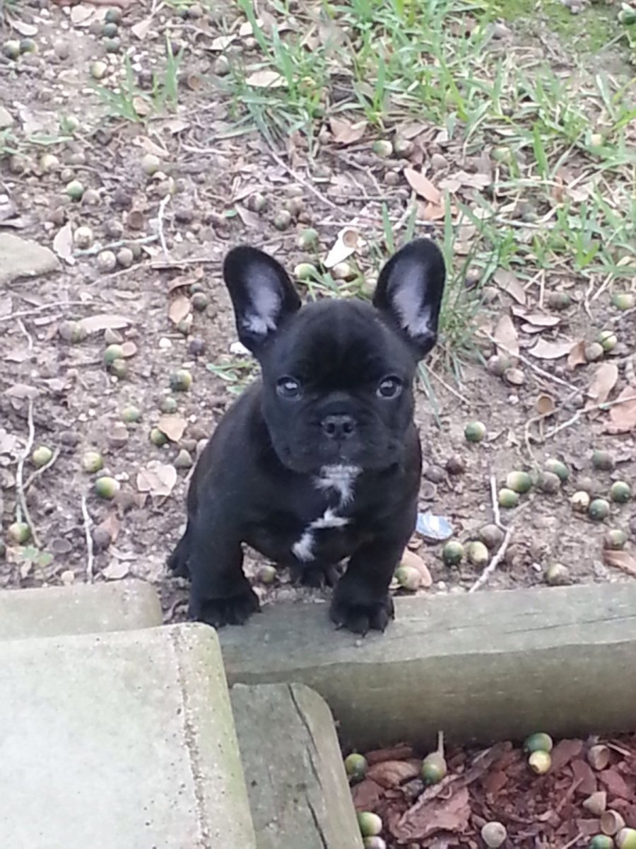 Метис французского бульдога и дворняги