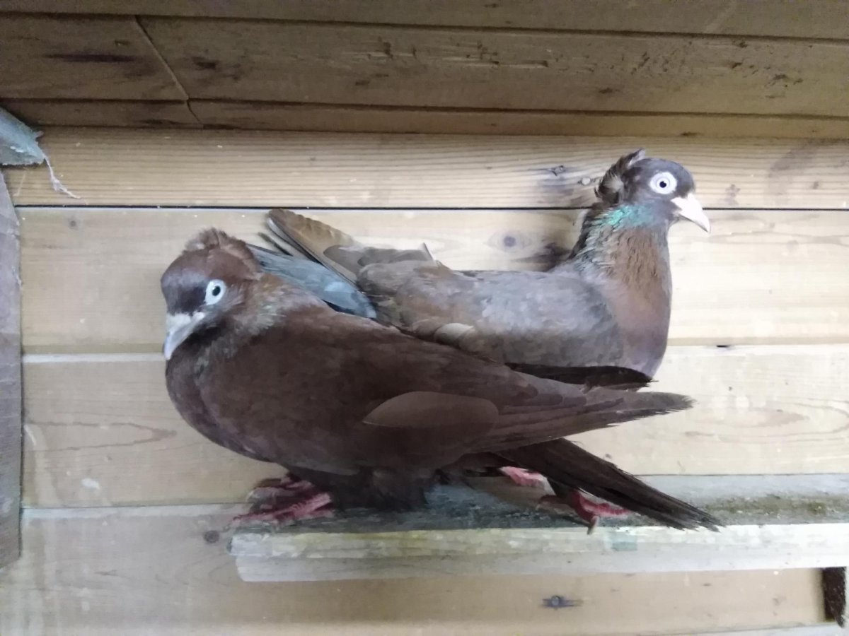 Голуби бакинцы чубатые