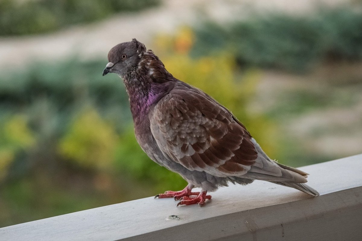 Царицынские голуби