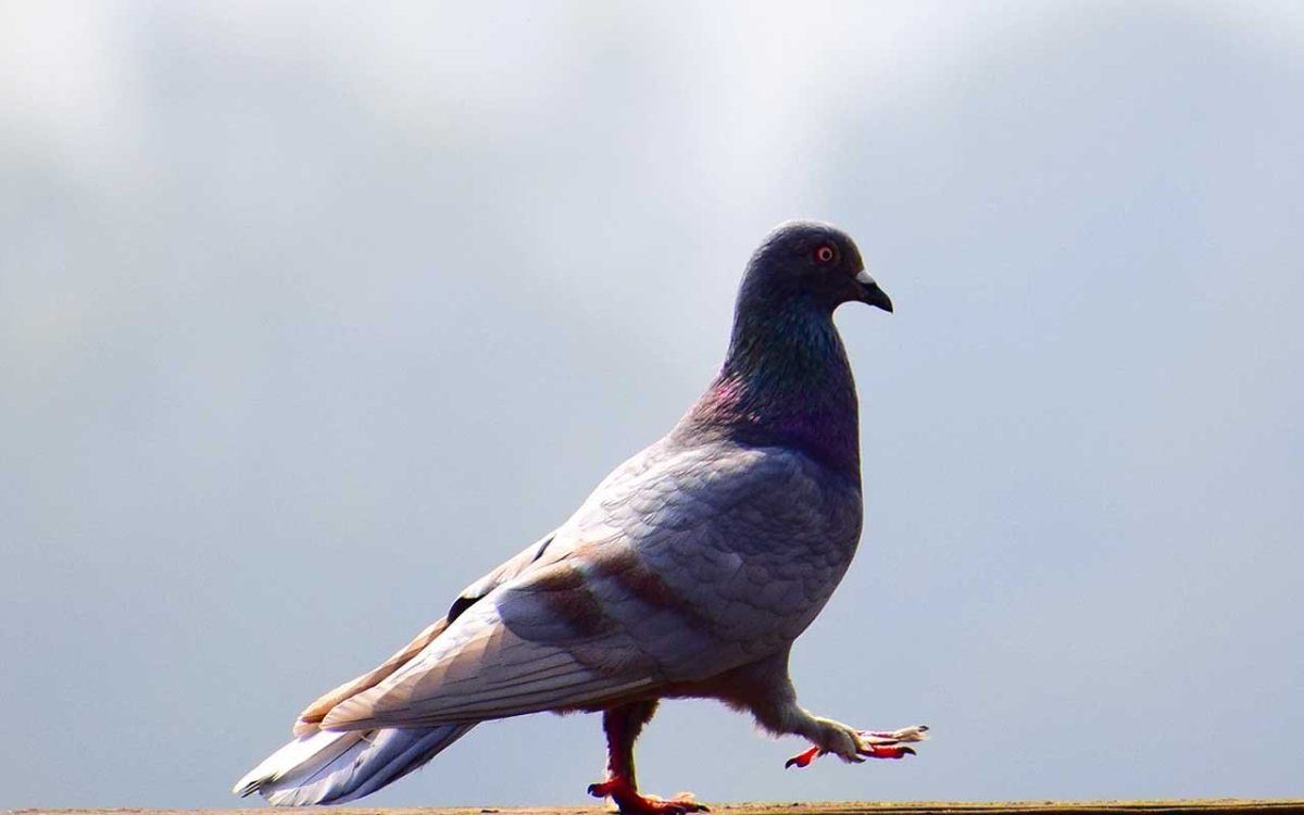 Голуби породы Апатин