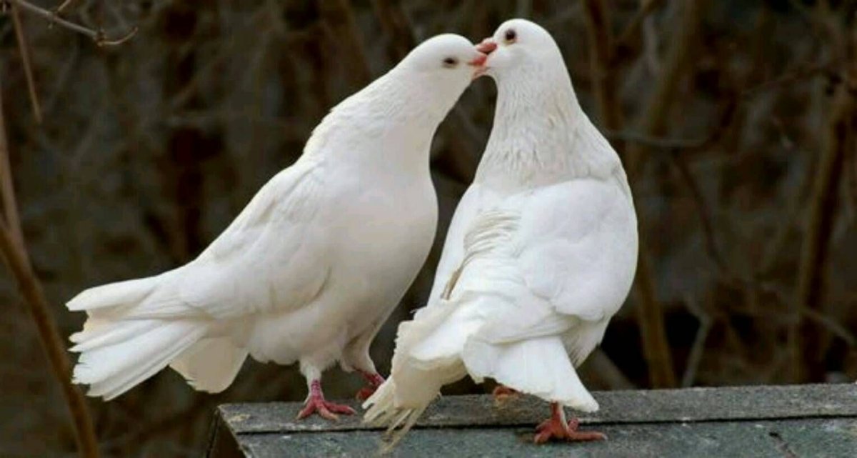 Тише ради Бога тише голуби целуются на крыше