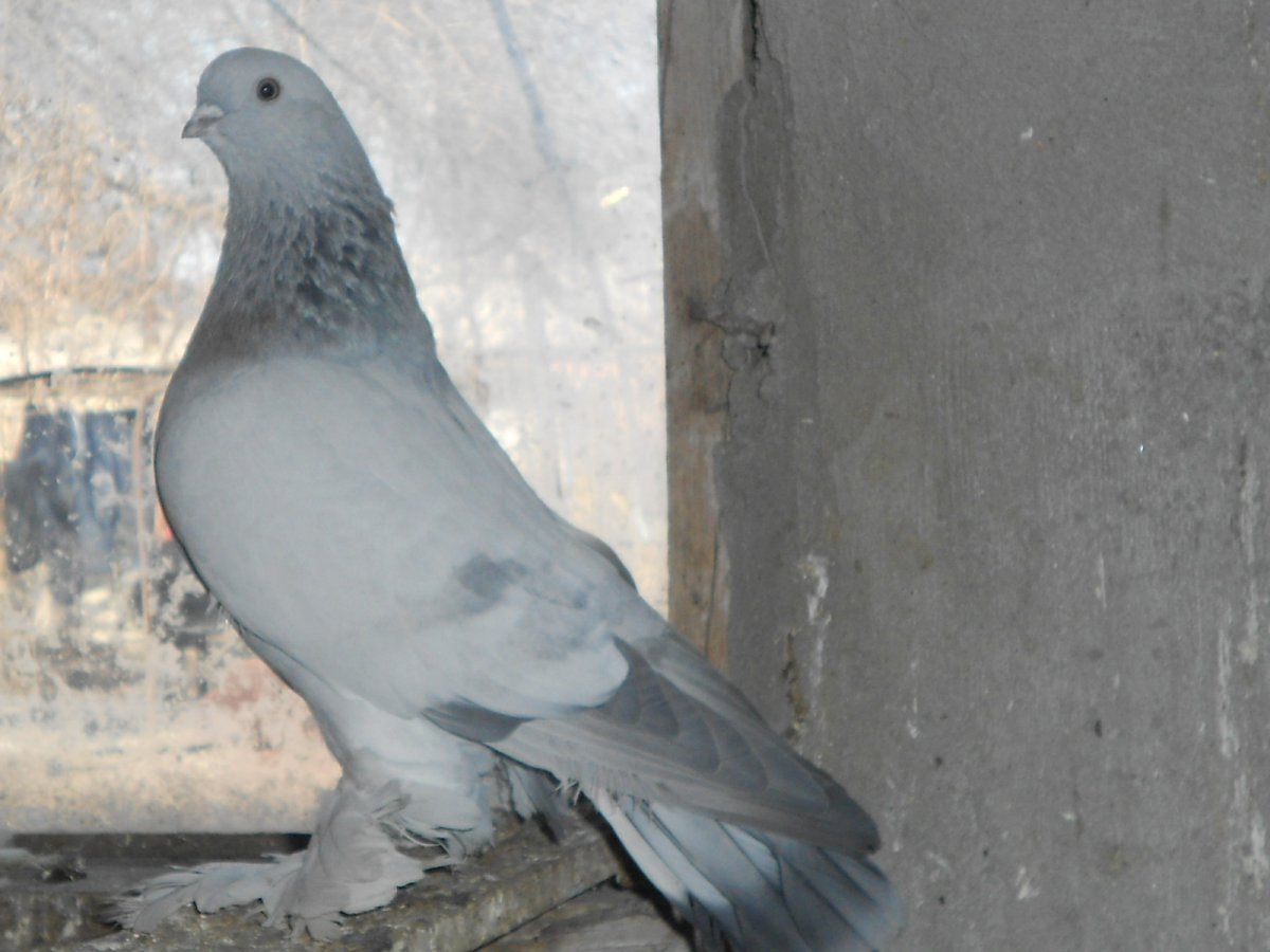 Бойные голуби касаны