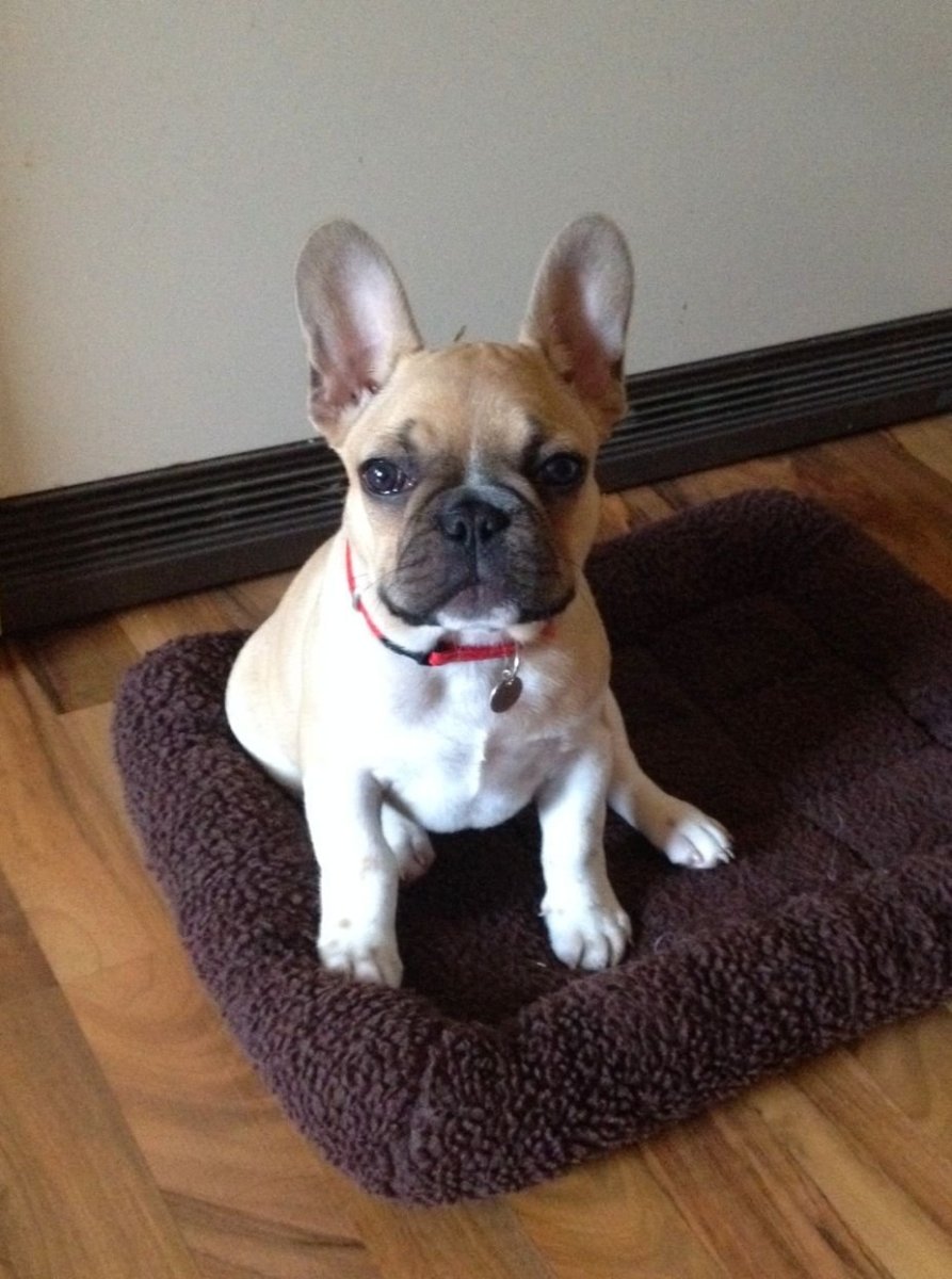 Смесь Джек Рассела и французского бульдога