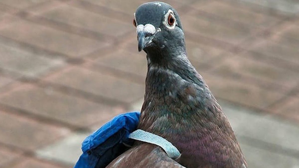 Бельгийский почтовый голубь