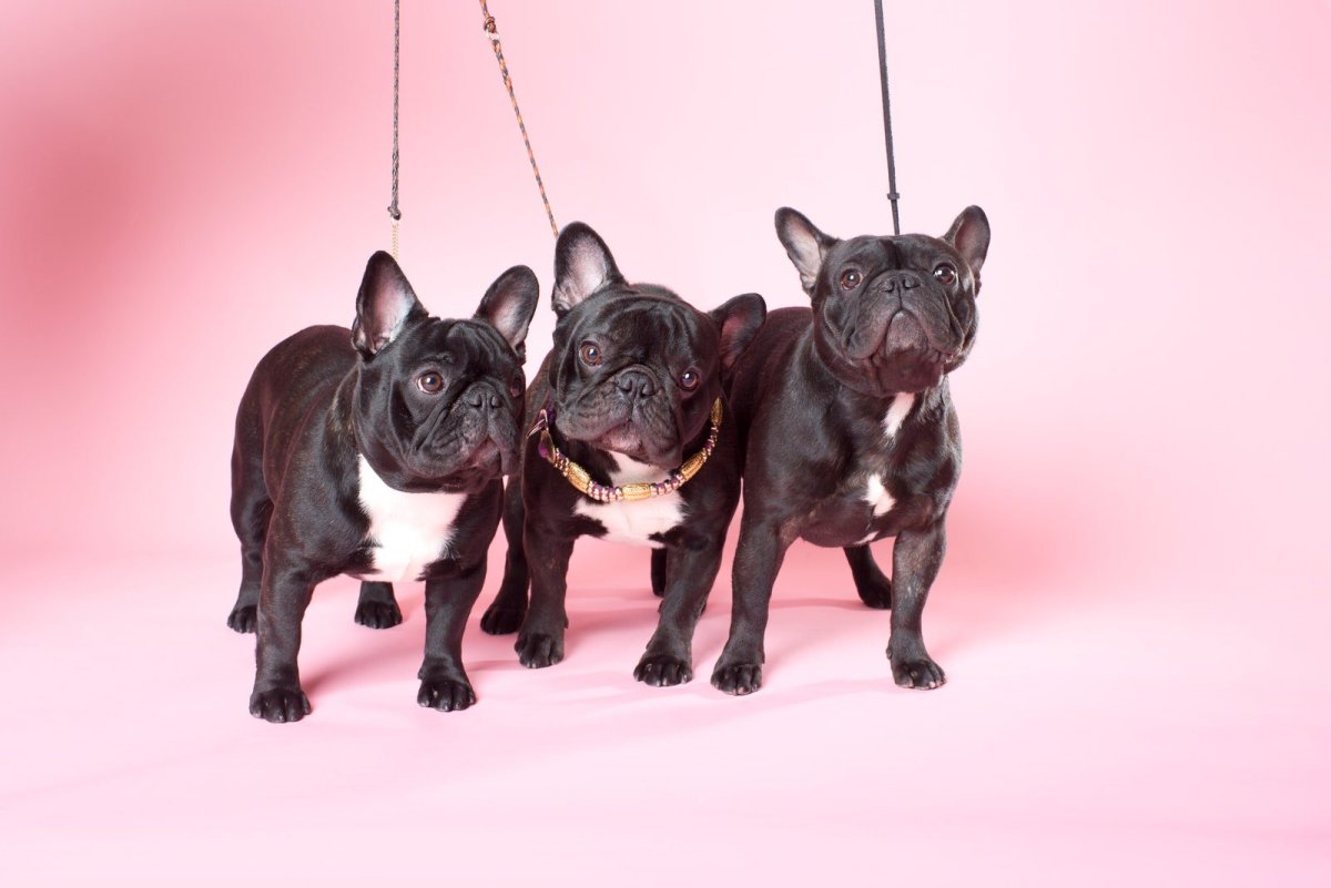 Французский бульдог Ив сен Лоран