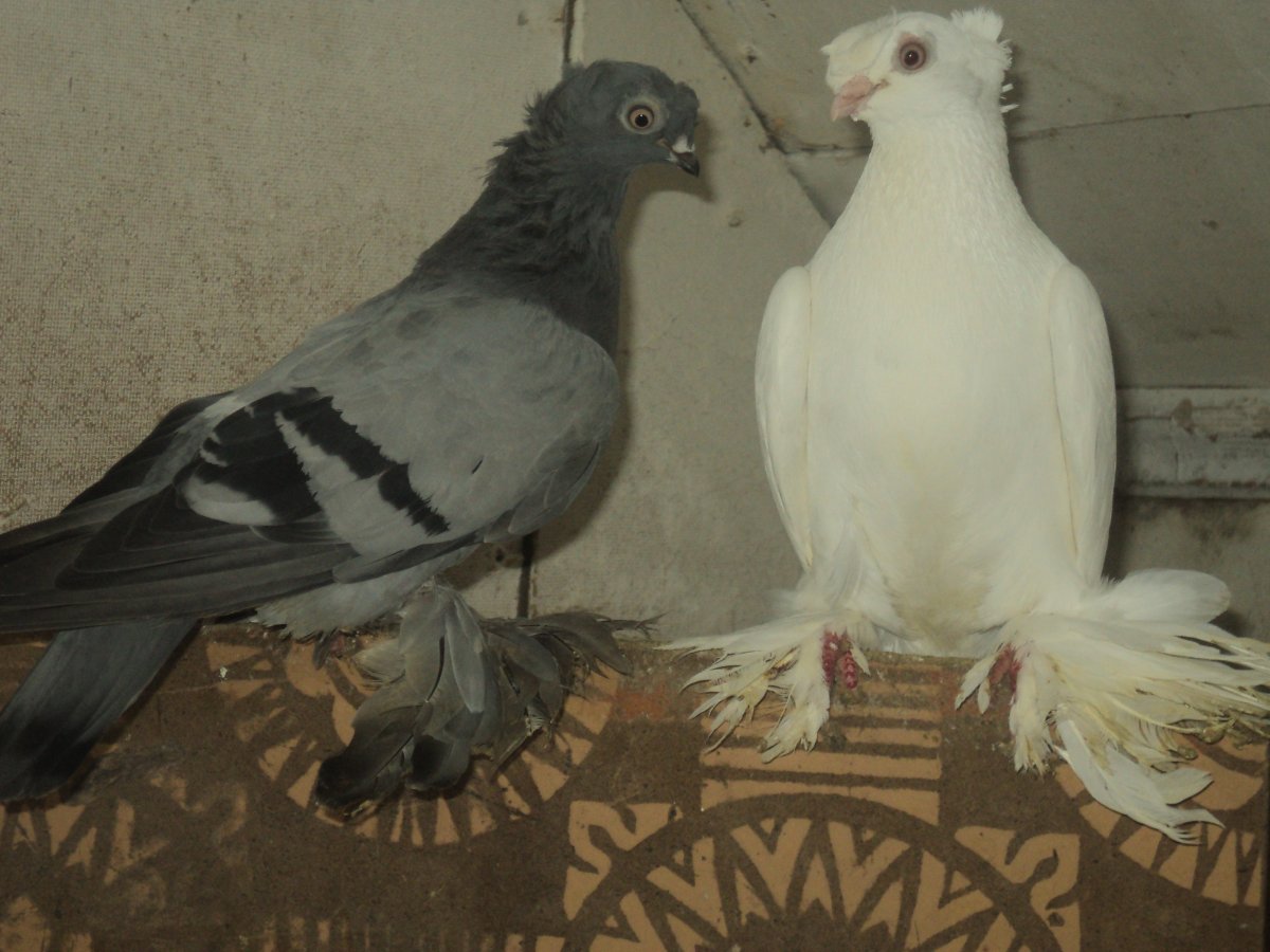Узбекские двухчубые голуби масти